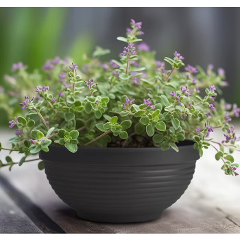 Duża Misa Terrakota 38 cm Czarna