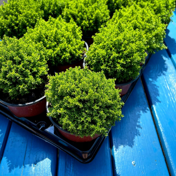 HEBE GREEN GLOBE Zimozielony MROZOODPORNE Rośnie w Kule P9