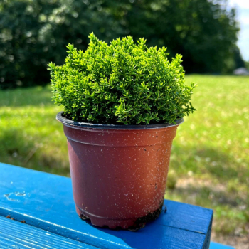 HEBE GREEN GLOBE Zimozielony MROZOODPORNE Rośnie w Kule P9