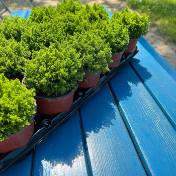 HEBE GREEN GLOBE Zimozielony MROZOODPORNE Rośnie w Kule P9