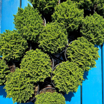 HEBE GREEN GLOBE Zimozielony MROZOODPORNE Rośnie w Kule P9