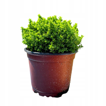 HEBE GREEN GLOBE Zimozielony MROZOODPORNE Rośnie w Kule P9